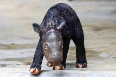 A newborn Sumatran rhino at Way Kambas National Park, Indonesia.  The calf is a welcome addition to a species that currently numbers fewer than 50 animals.  AP
