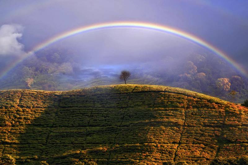 Dani Agus Purnomo took this photo of a rainbow among tea fields in Tangerang Selatang, Indonesia.