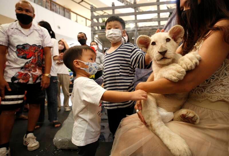 In Thailand, animal lovers are able to meet exotic beasts such as lions, frogs, birds and snakes at a yearly event. EPA