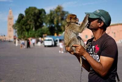 An entertainer plays with a monkey on Jamaa El Fna square after the deadly earthquake in Marrakesh, Morocco. Reuters