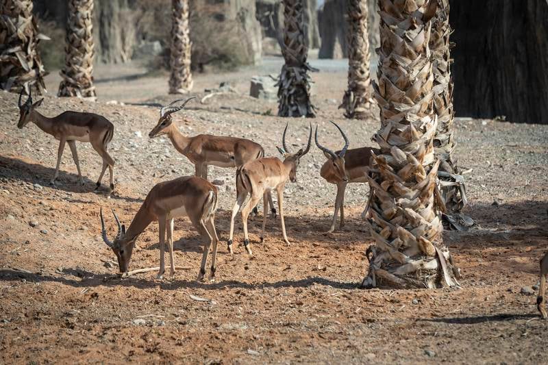 Sharjah Safari will be open daily from 8.30am until 6.30pm.