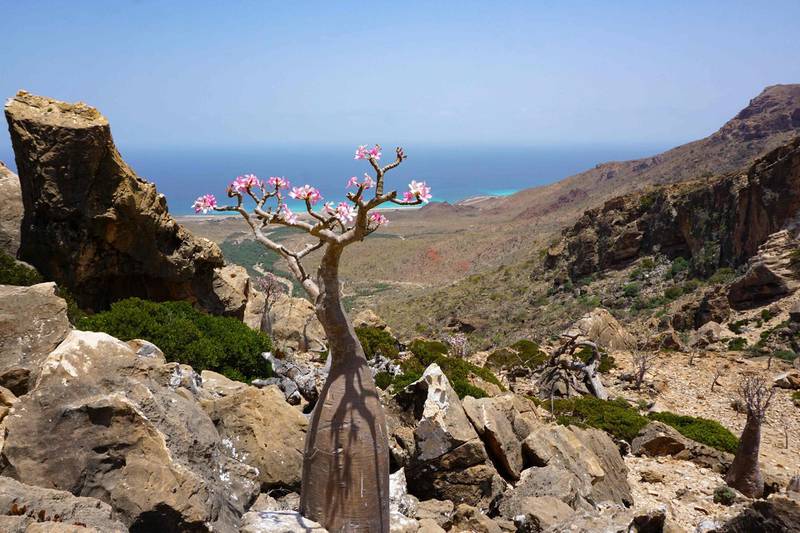 A flowering bottle tree, or desert rose, at Homhil in the northeast of the Yemeni island of Socotra, part of the flora found only in the Indian Ocean archipelago.