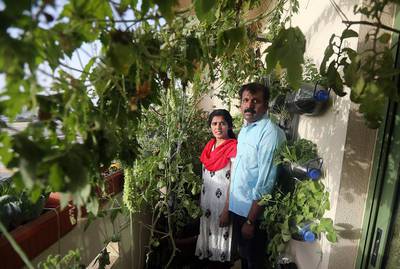 Dubai resident Shabu Lonappan and his wife Ashimol grow about 40 varieties of vegetables and herbs on their 5.5 square metre balcony. Satish Kumar / The National 