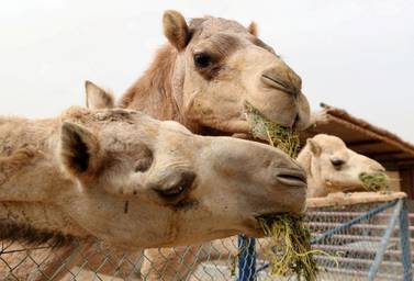 Dubai, United Arab Emirates - January 19, 2019: The camels get Luzerne grass which is grown locally. Images of a new tourist attraction in Dubai called The Camel Farm. Saturday, January 19th, 2019. E77, Dubai. Chris Whiteoak/The National