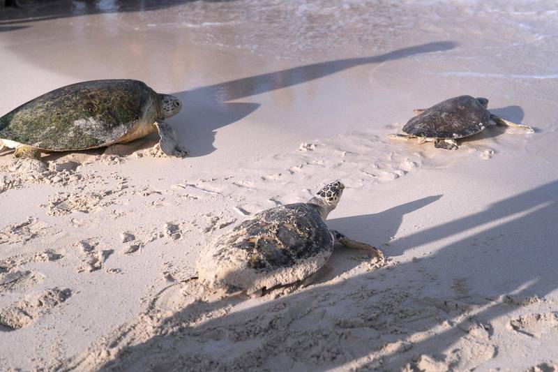 DUBAI, UNITED ARAB EMIRATES - NOVEMBER 15, 2018. Turtles released into the sea by Dubai Turtle Rehabilitation Project.The Dubai Turtle Rehabilitation Project (DTRP) is at Madinat Jumeirah and is run in collaboration with Dubai���s Wildlife Protection Office, with essential veterinary support provided by the Dubai Falcon Clinic and the Central Veterinary Research Laboratory.The project has been running in its current form since 2004 and has so far seen the release of over 1,600 rescued sea turtles back into Dubai���s waters. In 2011 alone over 350 sick or injured sea turtles have been treated by the DTRP after being washed up on the regions beaches. The DTRP is currently the only project of its kind in the Middle East and Red Sea region.(Photo by Reem Mohammed/The National)Reporter:  Section:  na