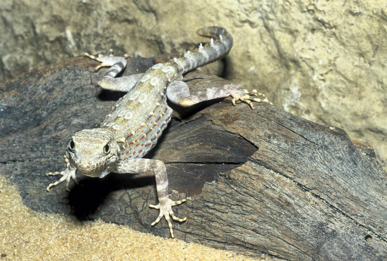 Endangered animals of the UAE — in pictures