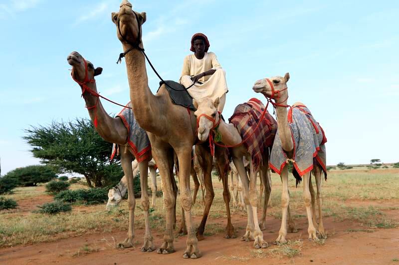 Staff who help to train the camels take a breather after a session on the outskirts of Khartoum, Sudan. All photos: Mohamed Nureldin for The National