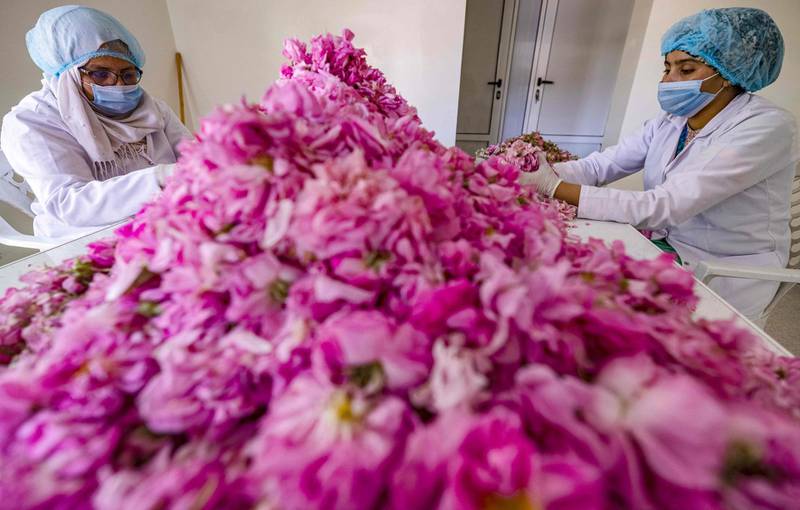 Workers sort roses in a house in the city of Kelaat M'Gouna in central Morocco's Tinghir province. AFP