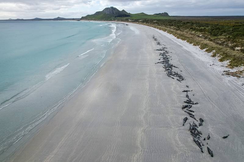 The deaths come two weeks after about 200 pilot whales died in Australia after beaching themselves on a Tasmanian beach.