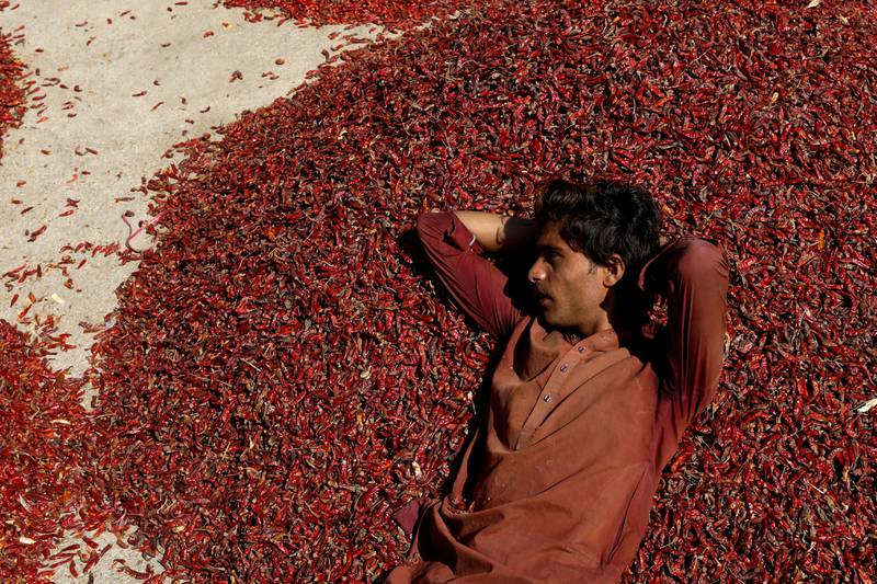 Pakistan is ranked fourth in the world for chilli production, with 60,700 hectares of farms producing 143,000 tonnes annually. Agriculture forms the backbone of Pakistan's economy, leaving it vulnerable to climate change.