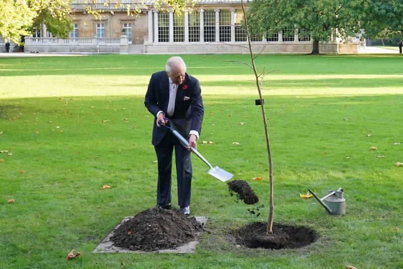 Plants a lime tree at Buckingham Palace garden ahead of Cop27. AFP