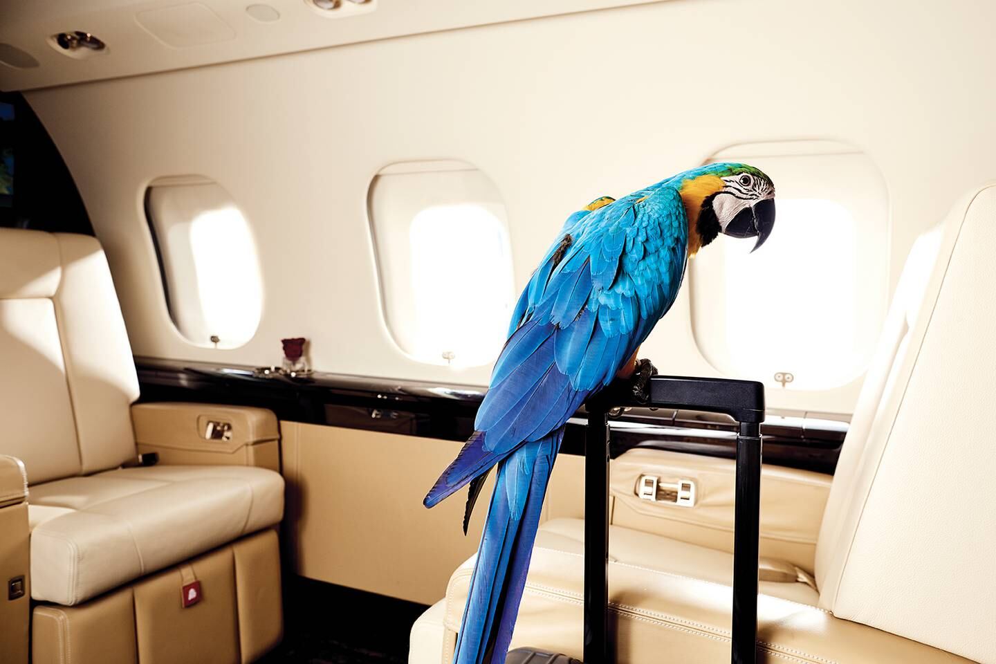 While dogs and cats are the most popular pets on VistaJet flights, the company has also flown parrots, otters, iguanas, falcons and other animals. Photo: VistaJet / George Baxter