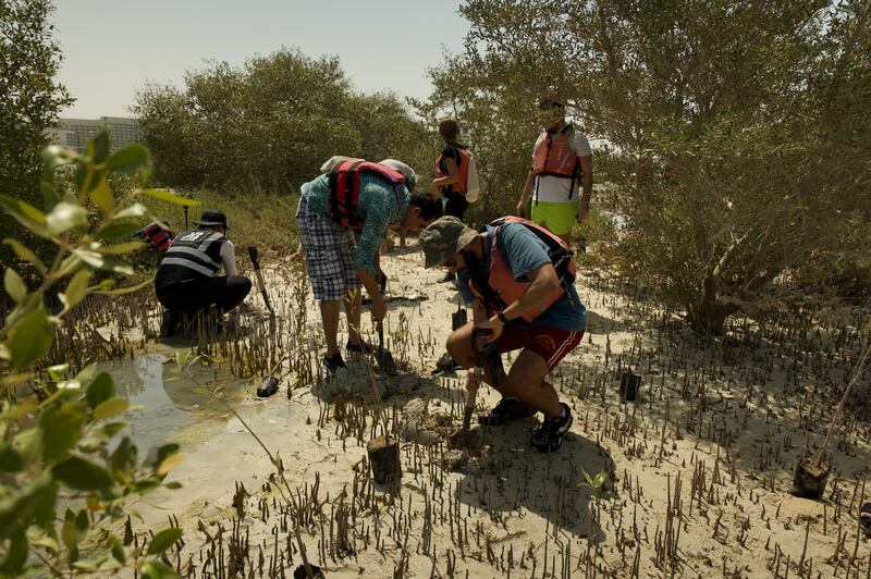 Freiwillige haben sich am Donnerstag angemeldet, um am Yas Beach 100 Mangrovenbäume zu pflanzen.  Foto: Nationales Mangrovenprojekt