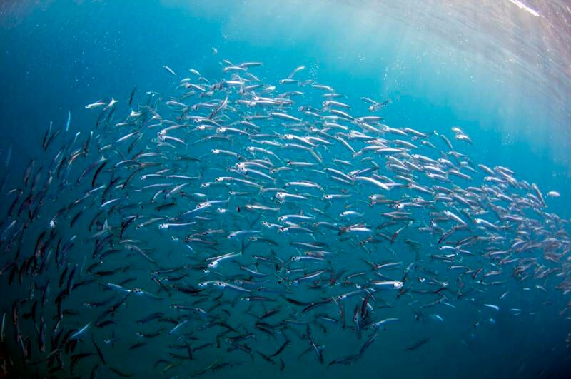 The Sardine Run in South Africa is quite a sight to behold, and particularly great for divers and snorkellers. Universal Images Group via Getty Images