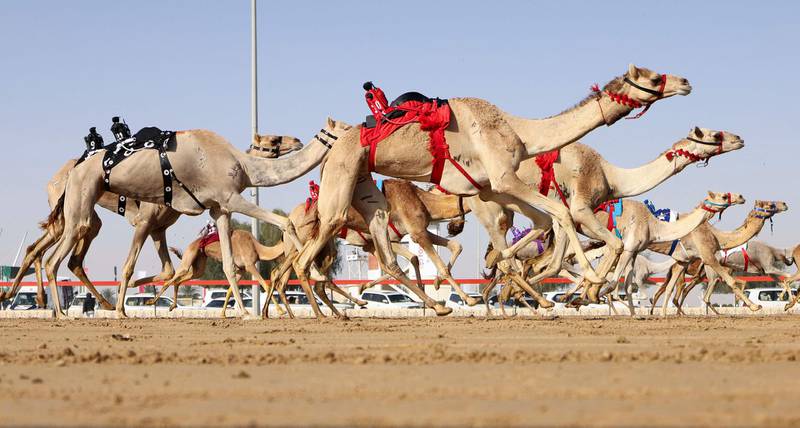 Dubai’s biggest camel race track is located next to Al Marmoom Heritage Village and the Al Lisaili area. AFP