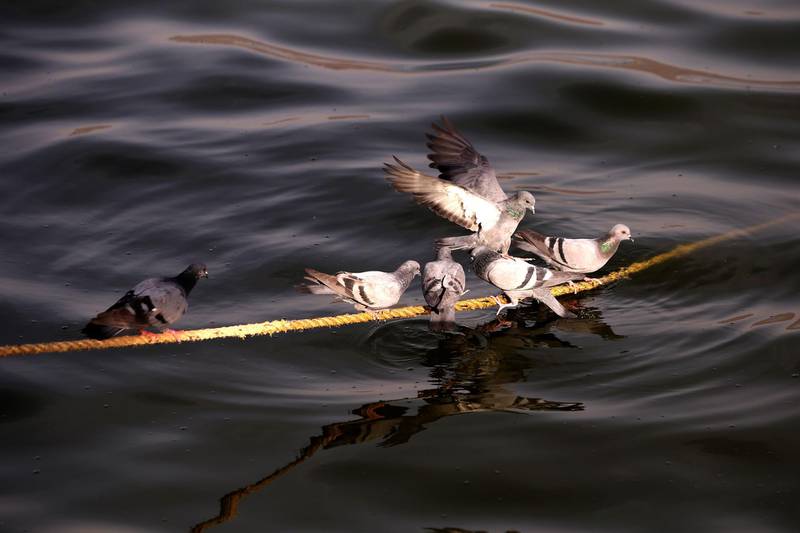 Pigeons drink water in Ana Sagar lake in Ajmer in the Indian state of Rajasthan.  AFP