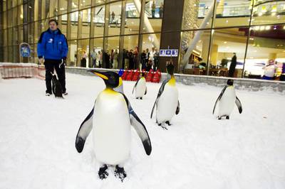 Ski Dubai’s Snow Penguins programme aims to educate the public about the species. Sarah Dea / The National