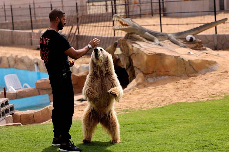 A trainer feeds a bear, at Al Buqaish private zoo in Sharjah. AFP