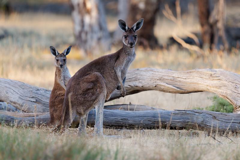 The Unesco-listed Kangaroo Island is a major attraction along Australia's Highway 1. Getty Images