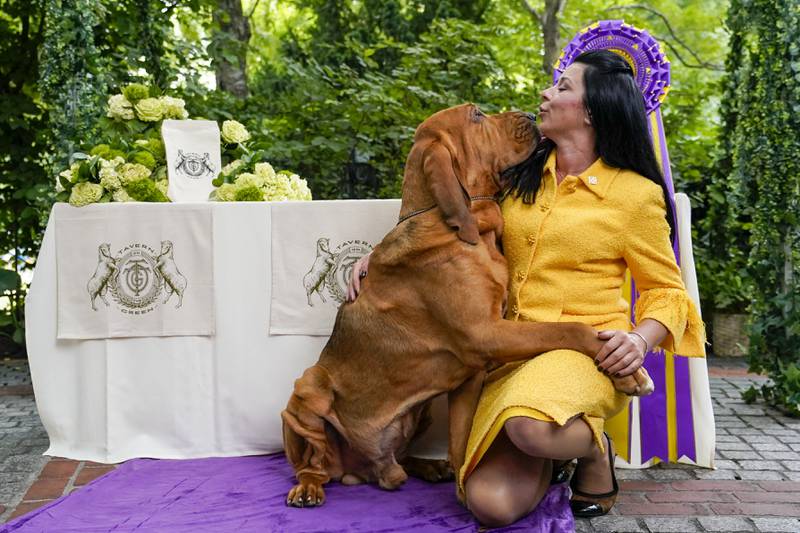 Elvira could face off with Trumpet, a bloodhound, at next year's Westminster Kennel Club Dog Show. AP