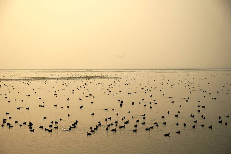 Migratory birds rest in Dal Lake during a foggy morning in Srinagar, India. AFP