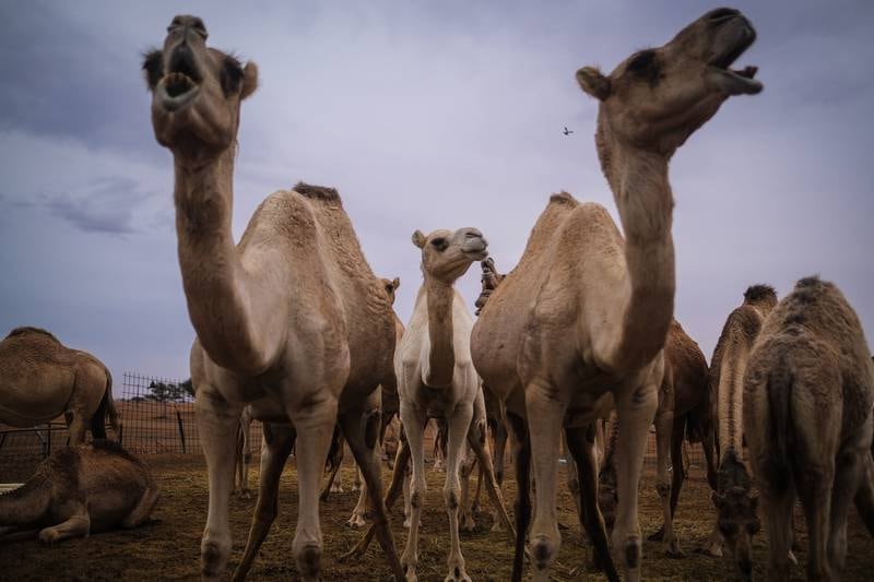 Camels in Sharjah.