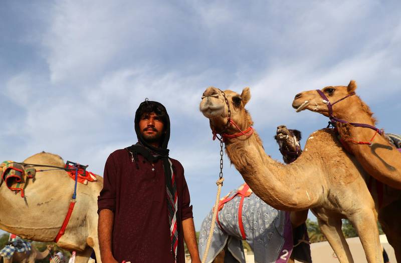 Handlers prepare camels to race during Al Marmoom Heritage Festival.
