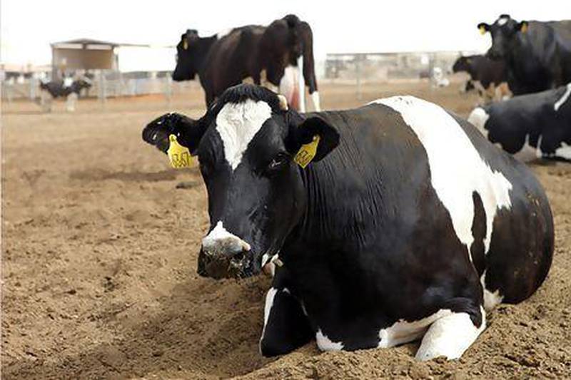 Holstein cows owned by Almarai, the biggest food producer in the Arabian Gulf, yield 12,400 litres of milk per year, which the company says is double the European average. Courtesy National Geographic Abu Dhabi