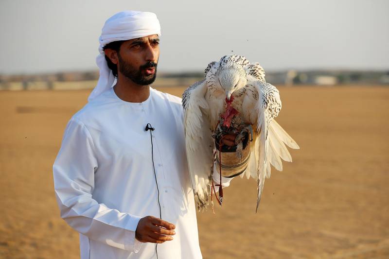 DUBAI , UNITED ARAB EMIRATES , November 26  – 2018 :- Mohammed Al Kamda with one of his falcon after he catches its prey near his farm in Al Awir in Dubai. ( Pawan Singh / The National ) For News. Story by Nick Webster