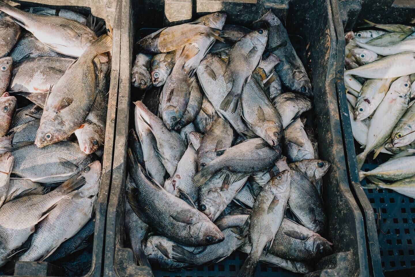 Fish caught to the north of the GCT plants show signs of poisoning from heavy metals and cancerous lesions caused by the radioactive particles in phosphogypsum. Erin Clare Brown / The National