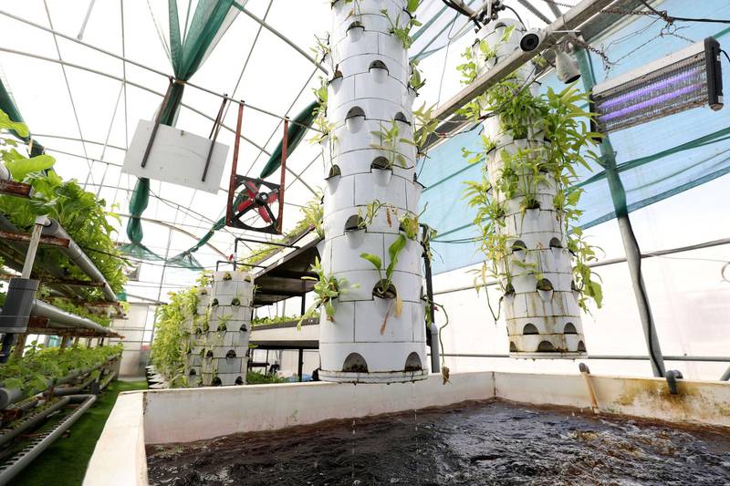 Sharjah, United Arab Emirates - Reporter: Nick Webster. News. An aquaponic unit at the Eco-green technologies research site at Sharjah Research Technology and Innovation Park. Sharjah. Wednesday, January 6th, 2021. Chris Whiteoak / The National