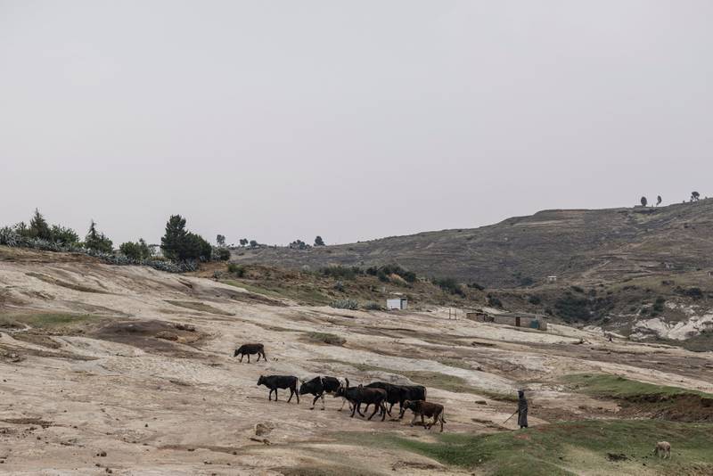 A herder drives his cattle through the Kome Caves site in the Pulane area of Berea district. 