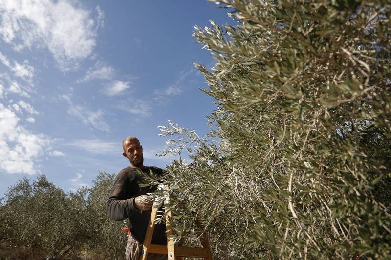 Olive trees are considered both a revered cultural emblem and an economic necessity for Palestinians. Reuters