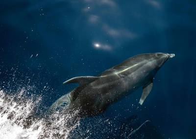 A dolphin swims off the coast of Vitoria, Espirito Santo State, Brazil. AFP