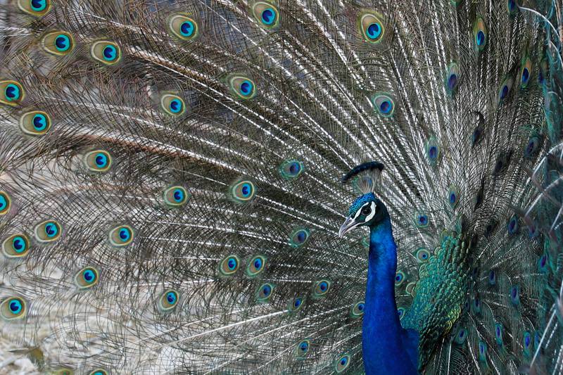A peacock spreads his feathers on the farm of the Palestinian Ghazi Fari, in Araba in the Israeli-occupied West Bank, August 1, 2022.  REUTERS / Raneen Sawafta