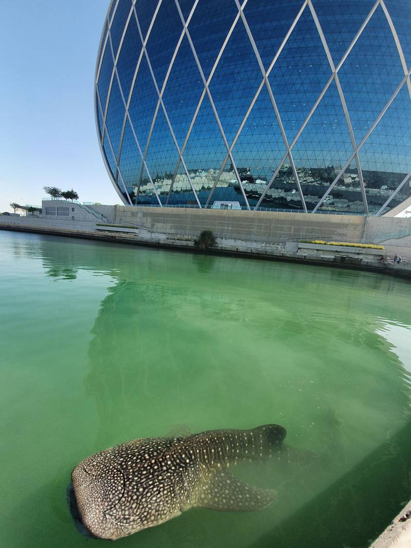A whale shark is spotted at Al Raha in Abu Dhabi. Courtesy: Environment Agency Abu Dhabi