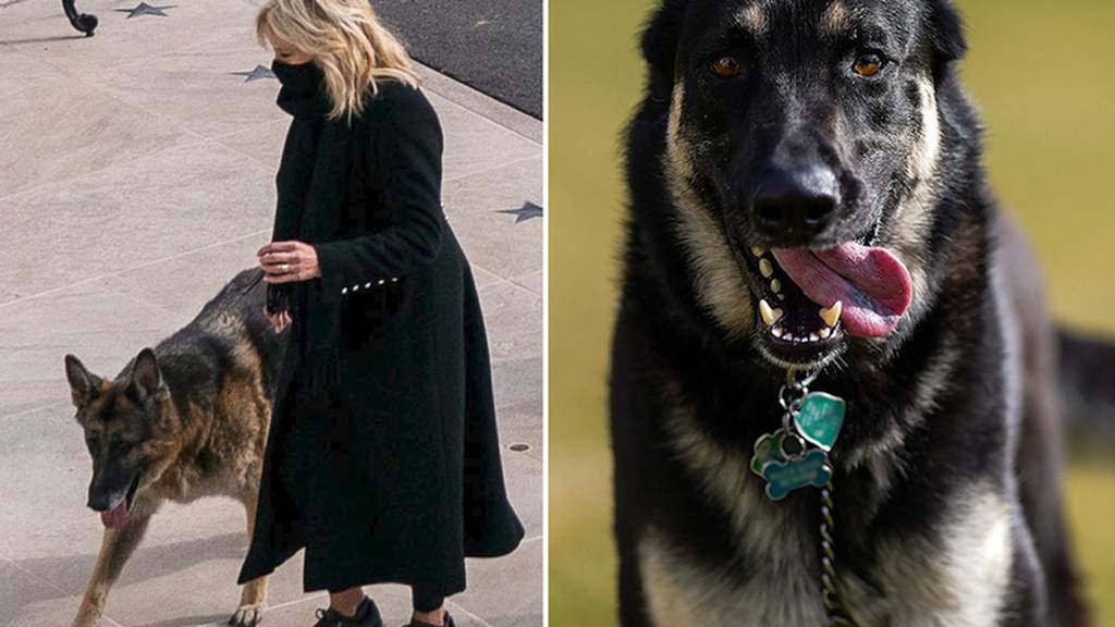 President Biden's dogs move into the White House