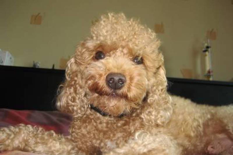 Pluto the 6-year-old toy poodle dog who was killed on Friday in Dubai Dog Show. 
