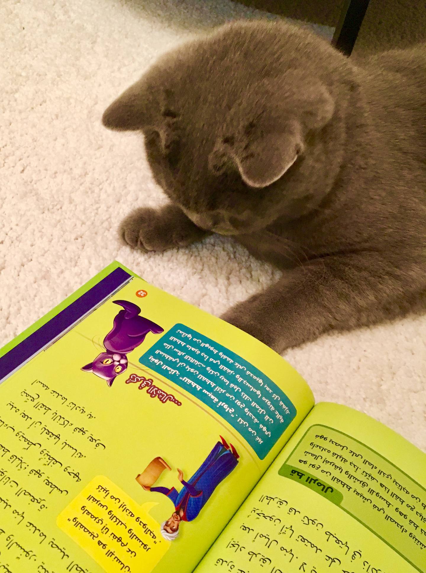 Simsim, the cat that inspired 1001 Paws, studies a book advocating animal care