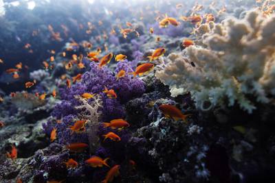 The Red Sea is warmer than almost any other large body of water in the world. Reuters