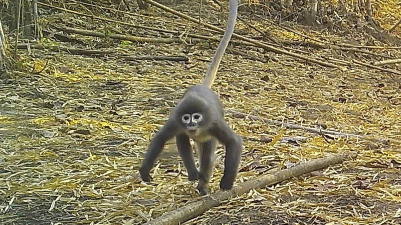 An image that illustrates this article Ghostly monkey among dozens of new species found by scientists in Asia