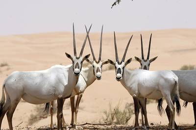 Arabian oryx (Oryx leucoryx)
- IUCN status: Vulnerable
- Formerly listed as endangered, the UAE's reintroduction programme has helped to increase numbers
- The wild population is about 1,200, just over half of which are UAE reintroduced individuals. Mike Young / The National