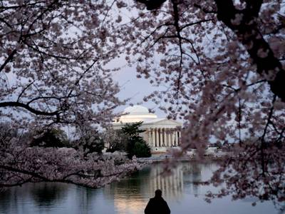 The cherry blossoms near the Jefferson Memorial in Washington. AFP
