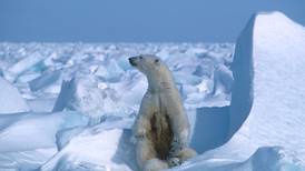 Polar bear kills woman and boy in Alaska