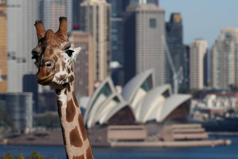 A giraffe is seen in front of the Sydney Opera House at Taronga Zoo Sydney. Reuters