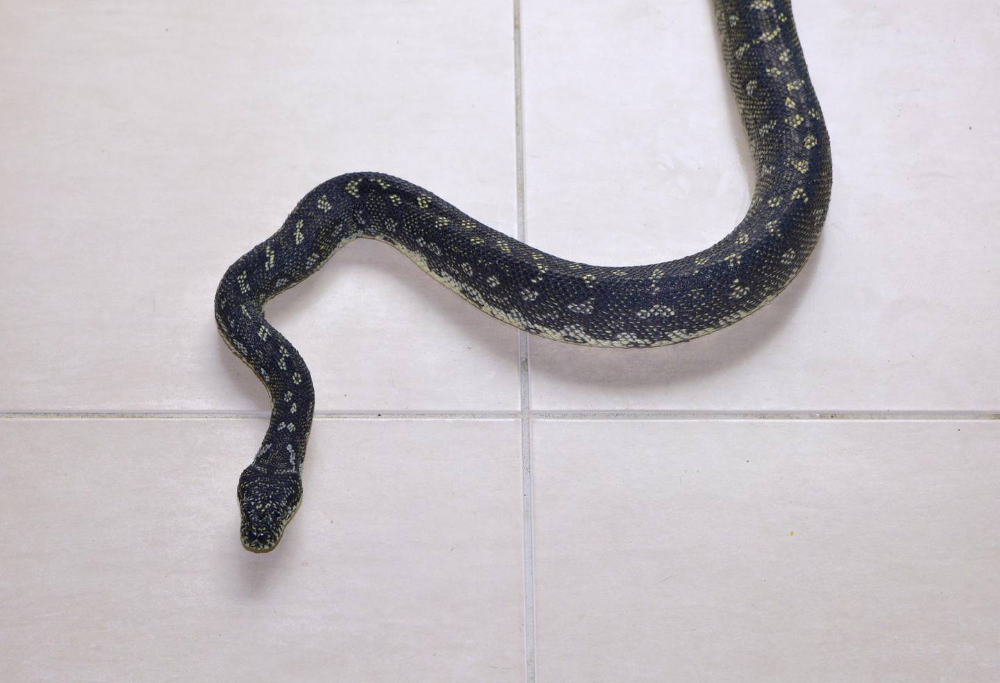 Poisonous snakes are regularly spotted in living spaces, which makes snake catchers such as Mark Pelley and Harley Jones vital to the community. Photo by Ronan O’Connell
