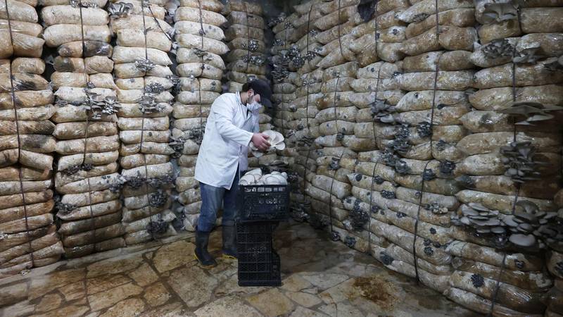 An image that illustrates this article From cottage to factory: mushroom production in Syria – in pictures