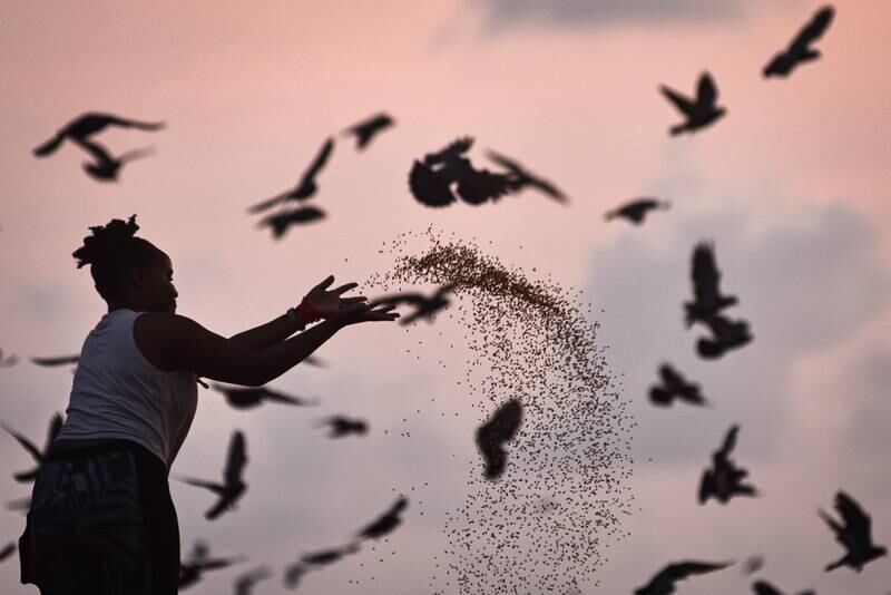 Pigeons are fed at Edward Elliot's Beach in Chennai. EPA