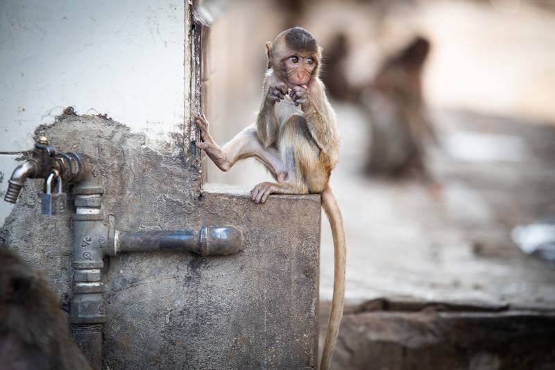 A baby monkey is seen at the Lopburi Monkey Festival. Getty Images