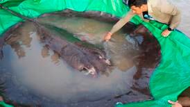 Giant freshwater stingray caught in Cambodia - in pictures